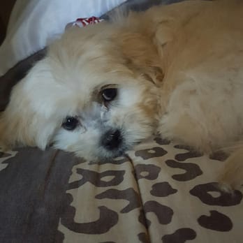 Doggie Mat - Pet Groomers Near Me - Chino, California Doggie Mat - Pet Groomers Near Me - Chino, California