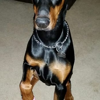 The Uptown Hound - "Seeing our baby limp around on three legs for three weeks just broke our hearts." :( - Pet Boarding Near Me - Cleveland, Tennessee The Uptown Hound - "Seeing our baby limp around on three legs for three weeks just broke our hearts." :( - Pet Boarding Near Me - Cleveland, Tennessee
