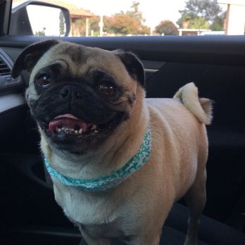 Precious Paws & Claws Pet Salon - Pet Groomers Near Me - La Puente, California