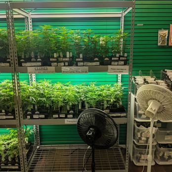Emerald Triangle - Clones - Cannabis Dispensaries Near Me - Klamath Falls, Oregon Emerald Triangle - Clones - Cannabis Dispensaries Near Me - Klamath Falls, Oregon