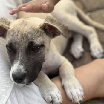 Houston SPCA - Foster the foster - Animal Shelters Near Me - Houston, Texas