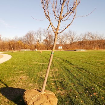 Joseph Davis State Park - NEW playground and Trees to be planted!!! Hoping they get planted before it dries out completely!! - Parks Near Me - Lewiston, New York Joseph Davis State Park - NEW playground and Trees to be planted!!! Hoping they get planted before it dries out completely!! - Parks Near Me - Lewiston, New York