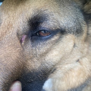 Alpine Canine - Bite wound on eye - Pet Boarding Near Me - Missoula, Montana Alpine Canine - Bite wound on eye - Pet Boarding Near Me - Missoula, Montana