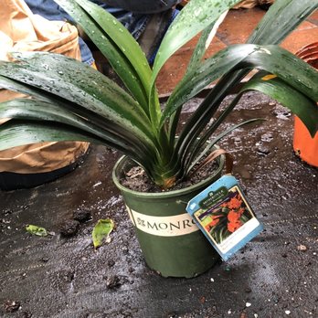 JRN Nursery 2 - Bush Lily aka Clivia - Nurseries & Gardening Near Me - Houston, Texas