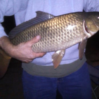 Irvine Lake - My 15lb carp I caught. - Lakes Near Me - Silverado, California Irvine Lake - My 15lb carp I caught. - Lakes Near Me - Silverado, California