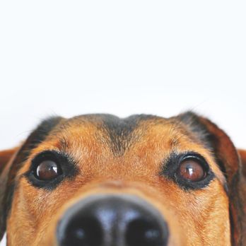 Therapy Pals - Pet Services Near Me Therapy Pals - Pet Services Near Me