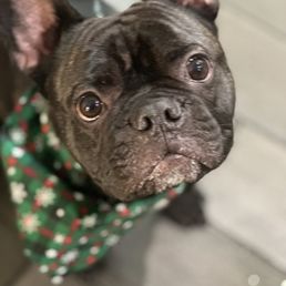 Doggy Daze - Gilbert Dog Grooming: Unleash Perfect Style