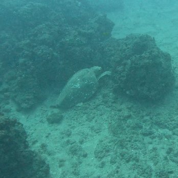Scuba Works - One of the many turtles we saw - Scuba Diving Near Me - Jupiter, Florida