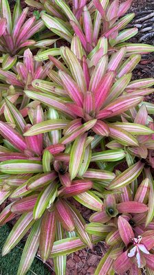 Pineapple Inn Maui by null