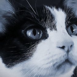 Take Paws