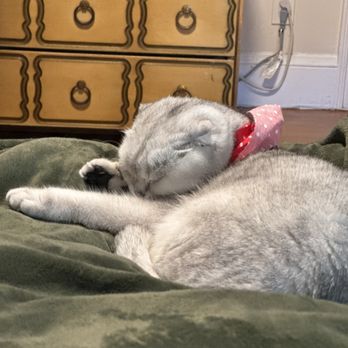R&C Pet Grooming - Sleeping peacefully after the groomers - Pet Groomers Near Me - Belmont , Massachusetts