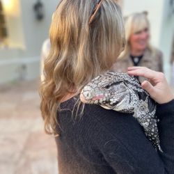 So Cal Jungle Reptile Parties - Animals, jungle animals, snake