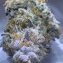 Love Budz - Broadway Extension