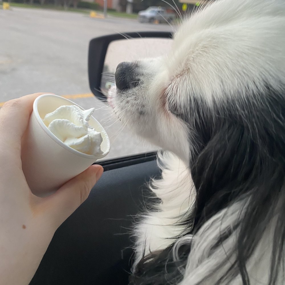Frios of North Texas - Pup cups free for those who ask! - Ice Cream & Frozen Yogurt Near Me - Denton, Texas Frios of North Texas - Pup cups free for those who ask! - Ice Cream & Frozen Yogurt Near Me - Denton, Texas
