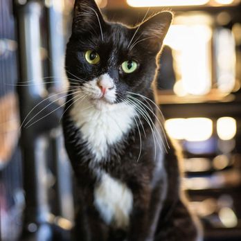 Purrr - Veterinarians Near Me - Oakland Park, Florida Purrr - Veterinarians Near Me - Oakland Park, Florida