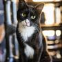 Photo of Purrr