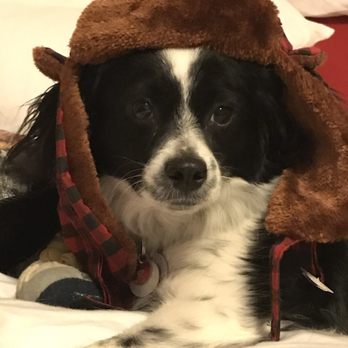 QQ Pets Grooming - Pet Groomers Near Me - New York, New York