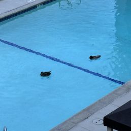 Ducks