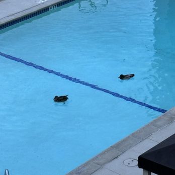Dana Point Marina Inn - Ducks - Hotels Near Me - Dana Point, California