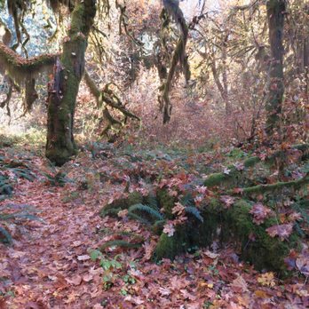 Hoh Rainforest - Hiking Near Me - Forks, Washington Hoh Rainforest - Hiking Near Me - Forks, Washington