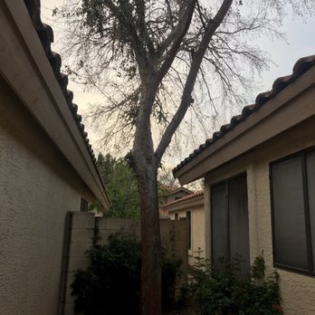 Bassett Tree Service - Trees be gone - Tree Services Near Me - Mesa, Arizona Bassett Tree Service - Trees be gone - Tree Services Near Me - Mesa, Arizona