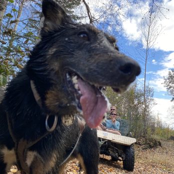 Alaska Dogstead Mushing - Sled dog - Vacation Rentals Near Me Alaska Dogstead Mushing - Sled dog - Vacation Rentals Near Me