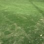 SodLawn