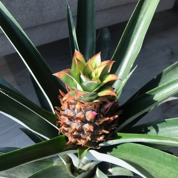 Lucky Flower Greenhouse - Pineapple Plant. - Nurseries & Gardening Near Me - Markham, Ontario Lucky Flower Greenhouse - Pineapple Plant. - Nurseries & Gardening Near Me - Markham, Ontario