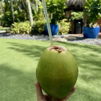 Bamboo And Orchid Gardens - coconut - Landscaping Near Me - Davie, Florida Bamboo And Orchid Gardens - coconut - Landscaping Near Me - Davie, Florida
