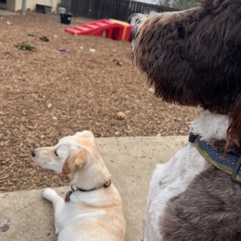 Marin Pet Care Pros - Updates from Basia - Pet Training Near Me
