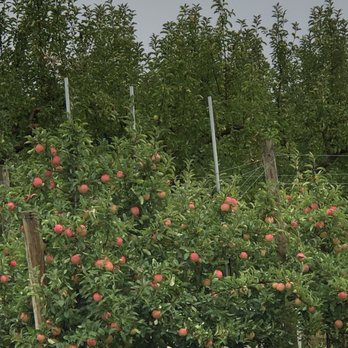 Sleek’s Orchard - a row of apple trees - Pick Your Own Farms Near Me - New Paris, Pennsylvania Sleek’s Orchard - a row of apple trees - Pick Your Own Farms Near Me - New Paris, Pennsylvania