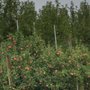 Photo of Sleek’s Orchard