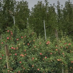 Sleek’s Orchard