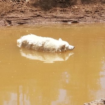 Bearizona - Zoos Near Me - Williams, Arizona