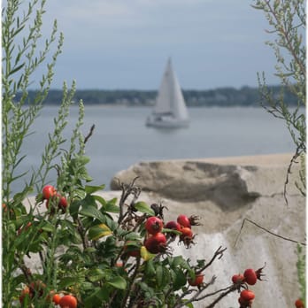 Old Port Charters - Beach plums and sail boat ... waiting for Cap'n Carle's arrival! - Boat Charters Near Me - Portland, Maine Old Port Charters - Beach plums and sail boat ... waiting for Cap'n Carle's arrival! - Boat Charters Near Me - Portland, Maine