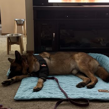 Veterinary Surgical Specialists - Cooling bed for recovery, bandage that stays on from Amazon, leashed during recovery. - Veterinarians Near Me - Tustin, California Veterinary Surgical Specialists - Cooling bed for recovery, bandage that stays on from Amazon, leashed during recovery. - Veterinarians Near Me - Tustin, California