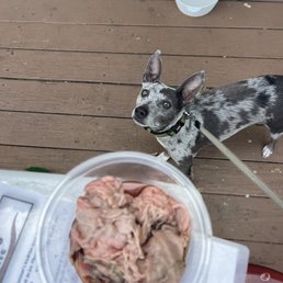 Beef and Brody Beef and Brody