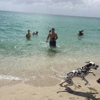 Haulover Park - The irresponsible owner of the dangerous big dog.Be careful, everyone. - Beaches Near Me - Miami, Florida Haulover Park - The irresponsible owner of the dangerous big dog.Be careful, everyone. - Beaches Near Me - Miami, Florida