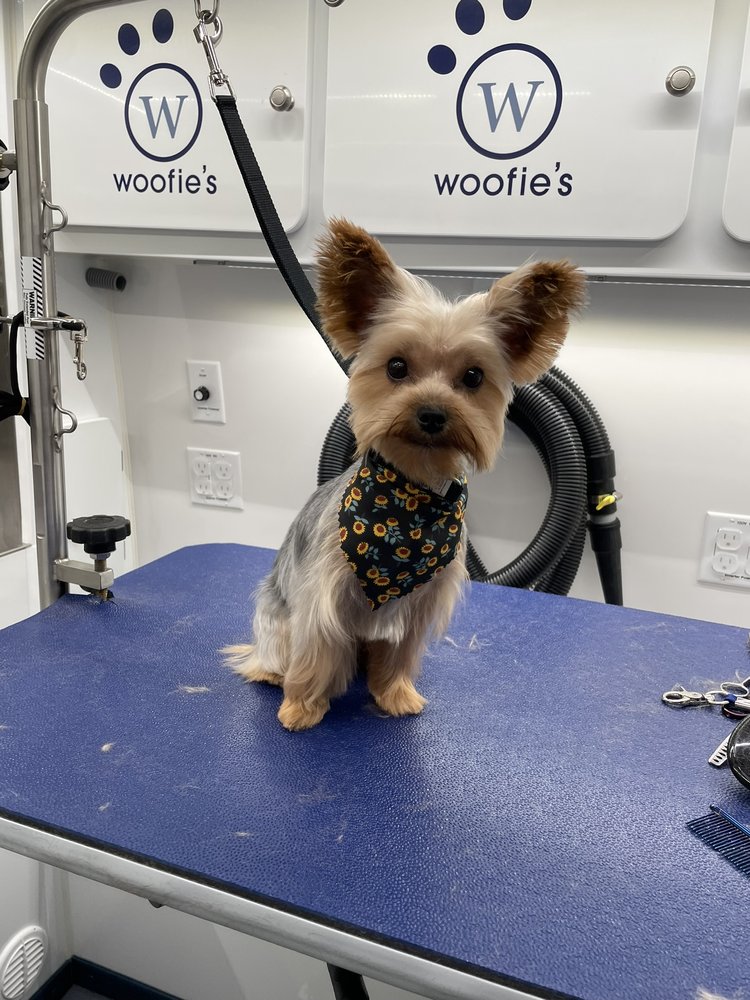Woofie's - pet boarding facility in Greendale, WI