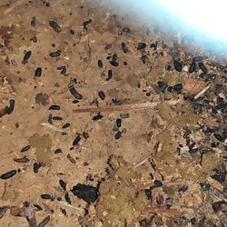 Jenkins Pest Solutions - Heavy mice infestation that our company provided solutions for. This is mice droppings in the attic area. The entire attic was this way.