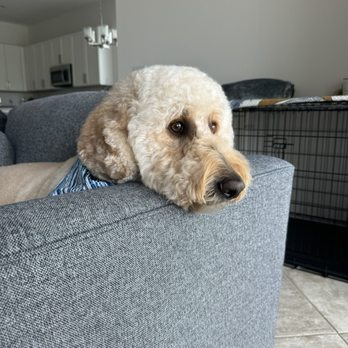 Grooming Dog - Pet Groomers Near Me - Boca Raton, Florida