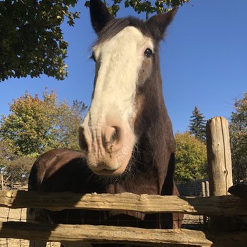 The Village At Black Creek - Clydesdale horses - Museums Near Me - Downsview, Ontario