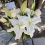 Photo of Endless Love Flowers