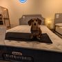 Photo of The Sleep Loft - Greenpoint Brooklyn Online Mattress Showroom