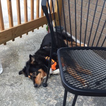 Bratzeit - Relaxing on the patio while the humans enjoy a beer and pretzel. - German Near Me - Dahlonega, Georgia Bratzeit - Relaxing on the patio while the humans enjoy a beer and pretzel. - German Near Me - Dahlonega, Georgia