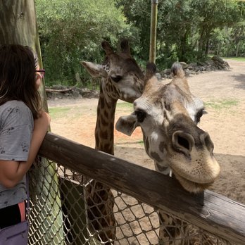 Brevard Zoo - Giraffe feeding $2. So cool! - Zoos Near Me - Melbourne, Florida Brevard Zoo - Giraffe feeding $2. So cool! - Zoos Near Me - Melbourne, Florida