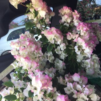 Floral Acres - Nurseries & Gardening Near Me - Boynton Beach, Florida