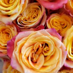 Trader Joe's - Gorgeous roses - the quality and price can't be beat!