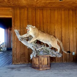 Tony's Taxidermy