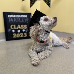 The Animal Keeper - Marley graduating from Animal Keeper obedience school